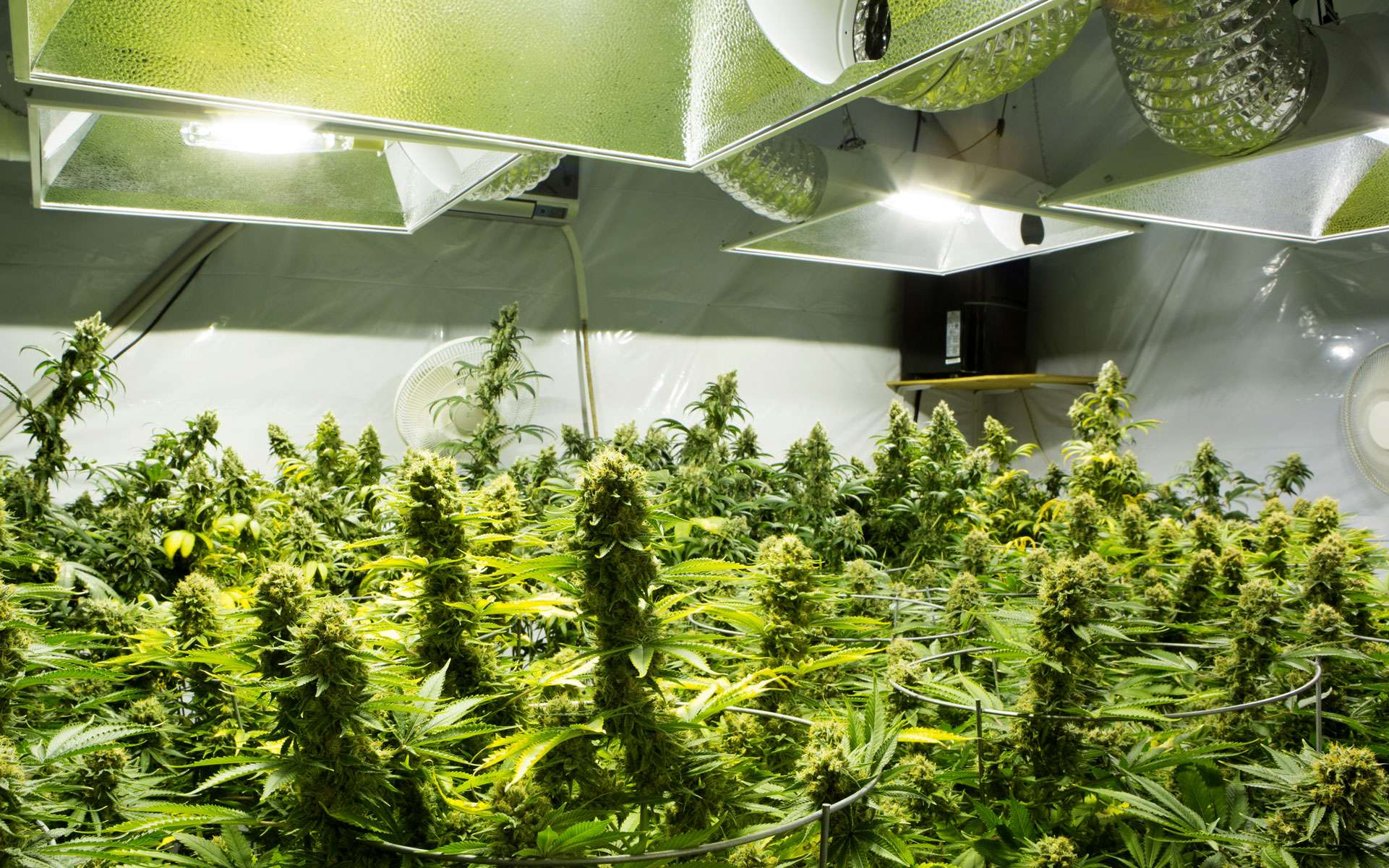 How Is Cannabis Grown